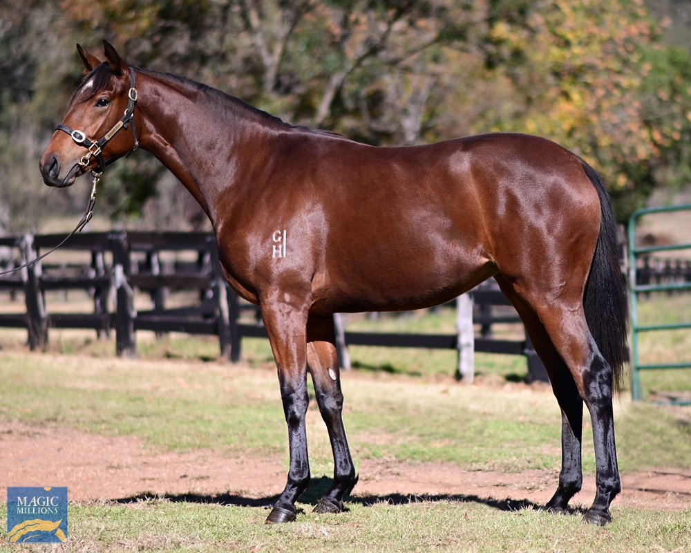 2021 Gold Coast National Yearling Sale Lot 1678 Not a Single Doubt (AUS) Asset Rain (AUS) 2021 Gold Coast National Yearling Sale Lot 1678 Not a Single Doubt (AUS) Asset Rain (AUS)
